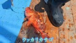 かねこが捌いたフサカサゴ