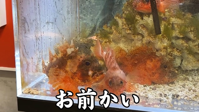 かねこが捌いたフサカサゴ