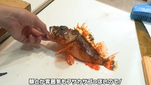 かねこが捌いたフサカサゴ