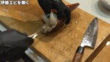 かねこが捌いたフサカサゴ