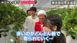 家族でいちご狩りを楽しむカジサック