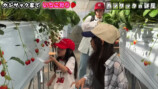 家族でいちご狩りを楽しむカジサック