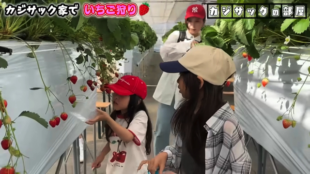 家族でいちご狩りを楽しむカジサック