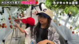 家族でいちご狩りを楽しむカジサック