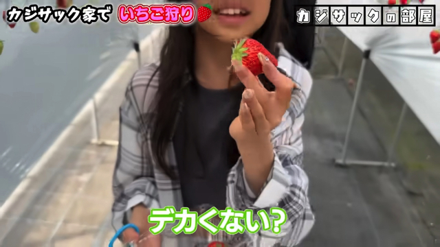 家族でいちご狩りを楽しむカジサック