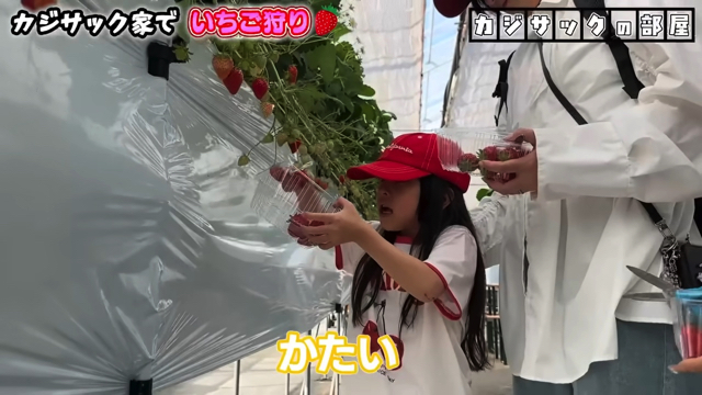 家族でいちご狩りを楽しむカジサック