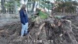 YouTuberこつぶ、巨大な切り株に立ち向かうの画像