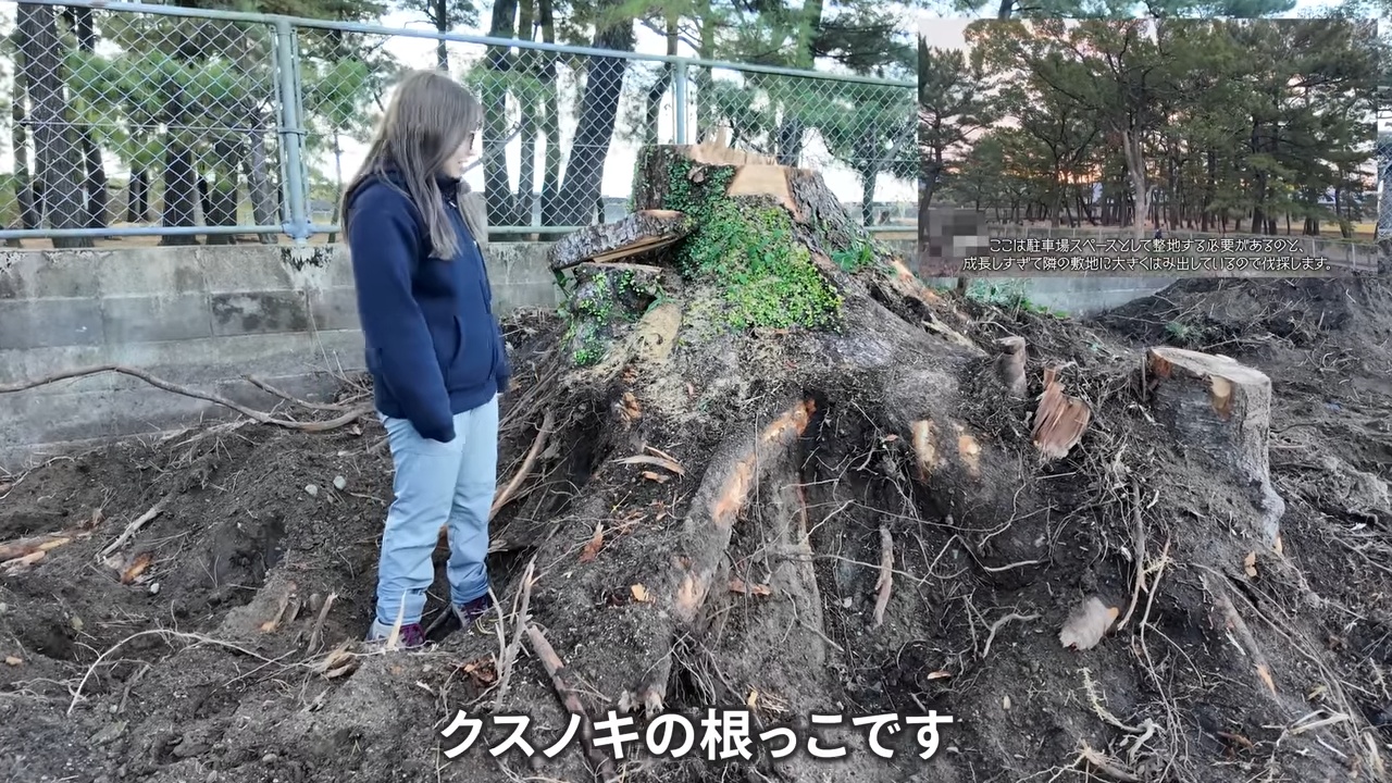 YouTuberこつぶ、巨大な切り株に立ち向かうの画像