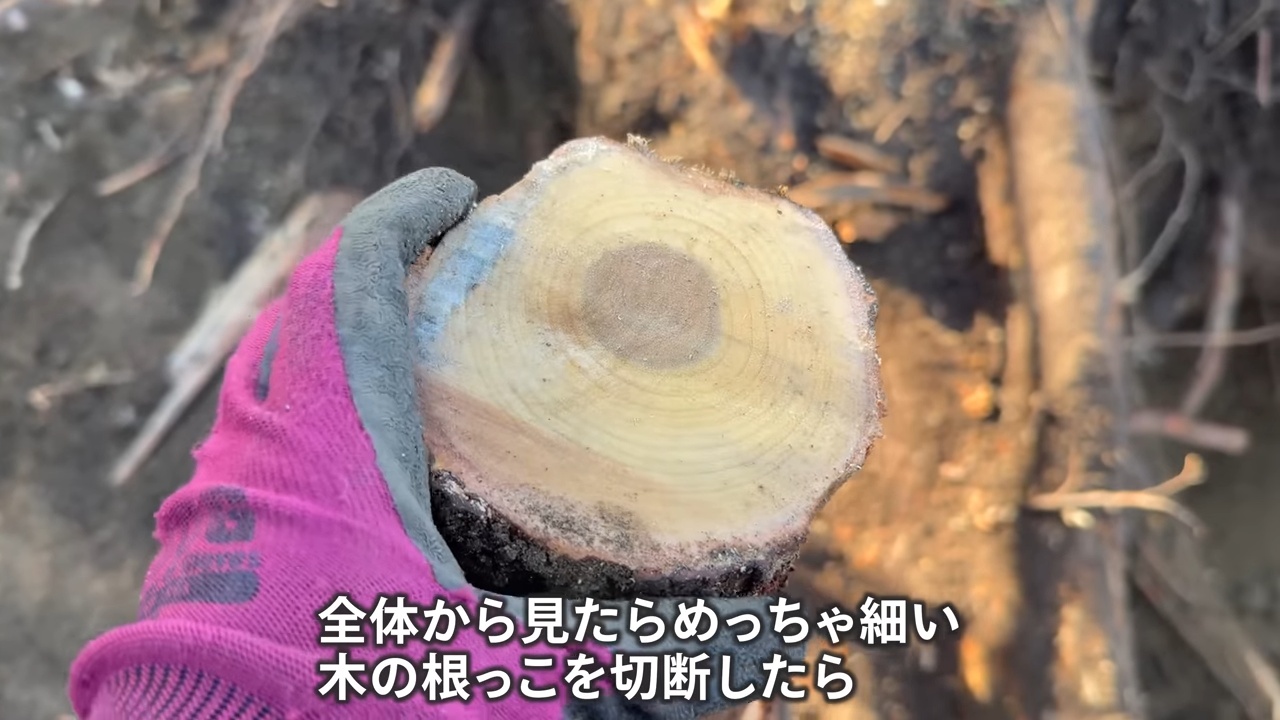 YouTuberこつぶ、巨大な切り株に立ち向かうの画像