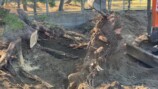 YouTuberこつぶ、巨大な切り株に立ち向かうの画像