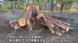 YouTuberこつぶ、巨大な切り株に立ち向かうの画像