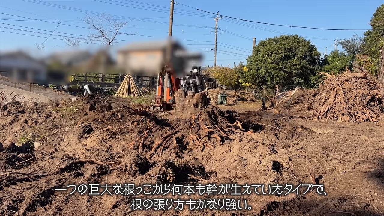 YouTuberこつぶ、巨大な切り株に立ち向かうの画像