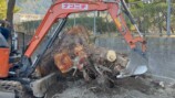 YouTuberこつぶ、巨大な切り株に立ち向かうの画像