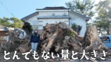 YouTuberこつぶ、巨大な切り株に立ち向かうの画像