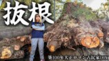 YouTuberこつぶ、巨大な切り株に立ち向かうの画像