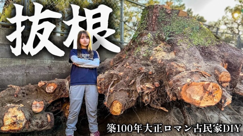 YouTuberこつぶ、巨大な切り株に立ち向かう