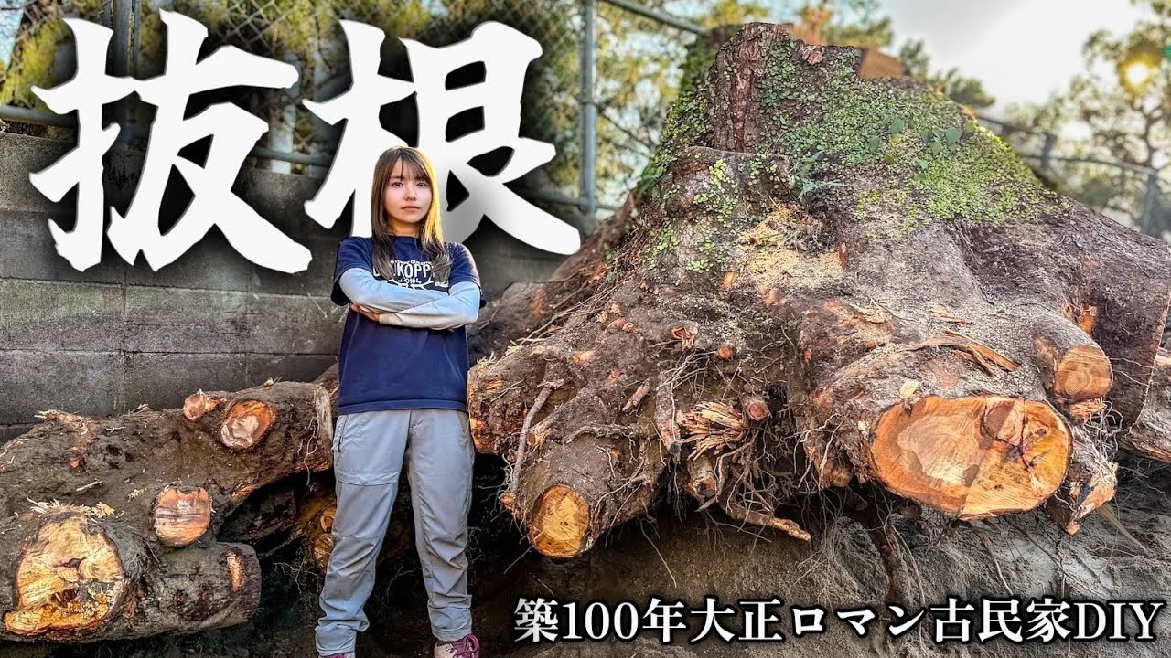 YouTuberこつぶ、巨大な切り株に立ち向かうの画像