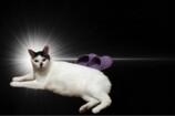 Webツール「InspirationCat」