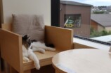 猫カフェ・Cat Café MOFF