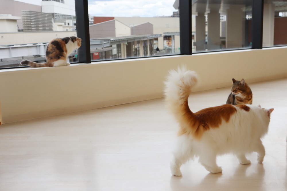 猫カフェ・Cat Café MOFF