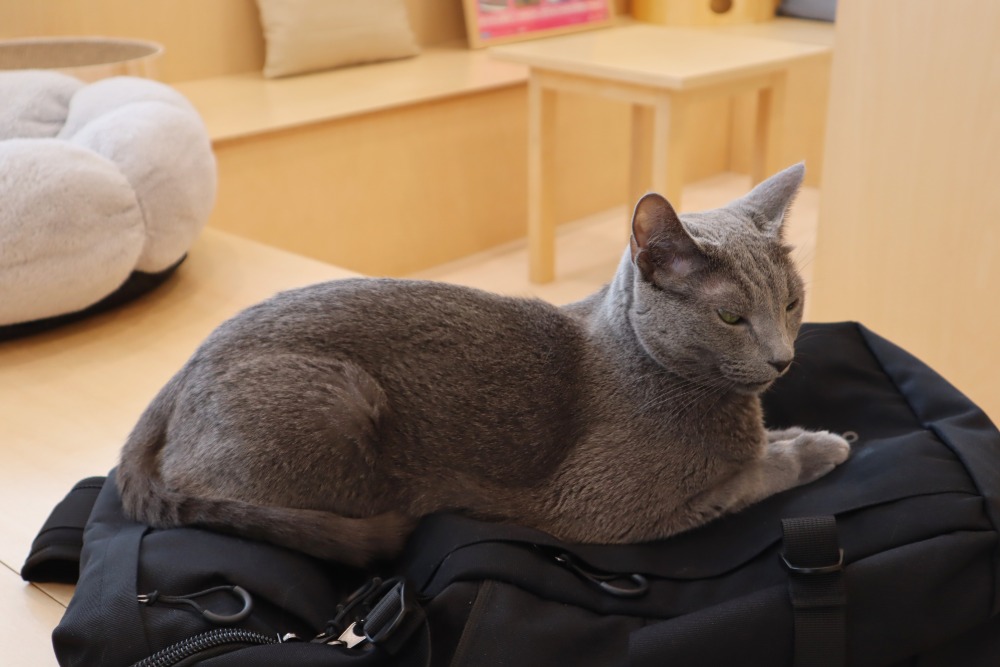 猫カフェ・Cat Café MOFF