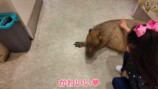 娘と動物に触れ合う板野友美