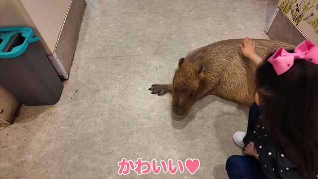 娘と動物に触れ合う板野友美