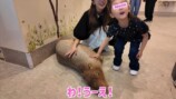 娘と動物に触れ合う板野友美