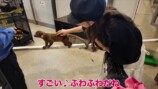 娘と動物に触れ合う板野友美