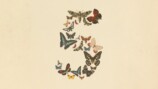 Claude Fable 5