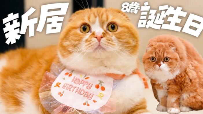 ヒカキン、愛猫まるお＆もふこの誕生日を祝福　プレゼントへの愛らしい反応に「可愛すぎる」の声