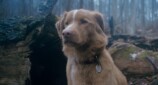 『GOOD BOY／グッド・ボーイ』の画期性の画像