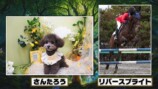 野田クリスタルがプロデュースしたペットのトレーディングカード生成ゲーム『うちのこカード伝説』