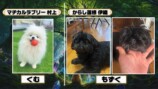 野田クリスタルがプロデュースしたペットのトレーディングカード生成ゲーム『うちのこカード伝説』