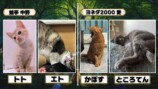 野田クリスタルがプロデュースしたペットのトレーディングカード生成ゲーム『うちのこカード伝説』