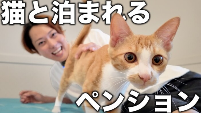 “猫が部屋を訪れる”癒しペンションをYouTuberが紹介　くつろぐ猫たちにメロメロ「天国」