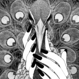 菅原圭『孔雀』