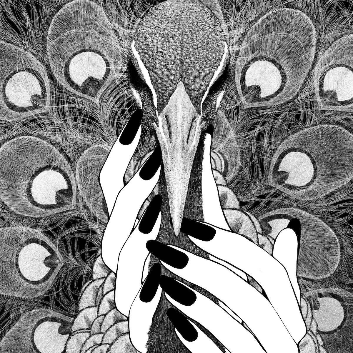 菅原圭『孔雀』
