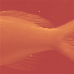 「アカネ」ジャケット