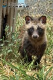 『たぬきはたぬき』東武動物公園コラボ開催の画像