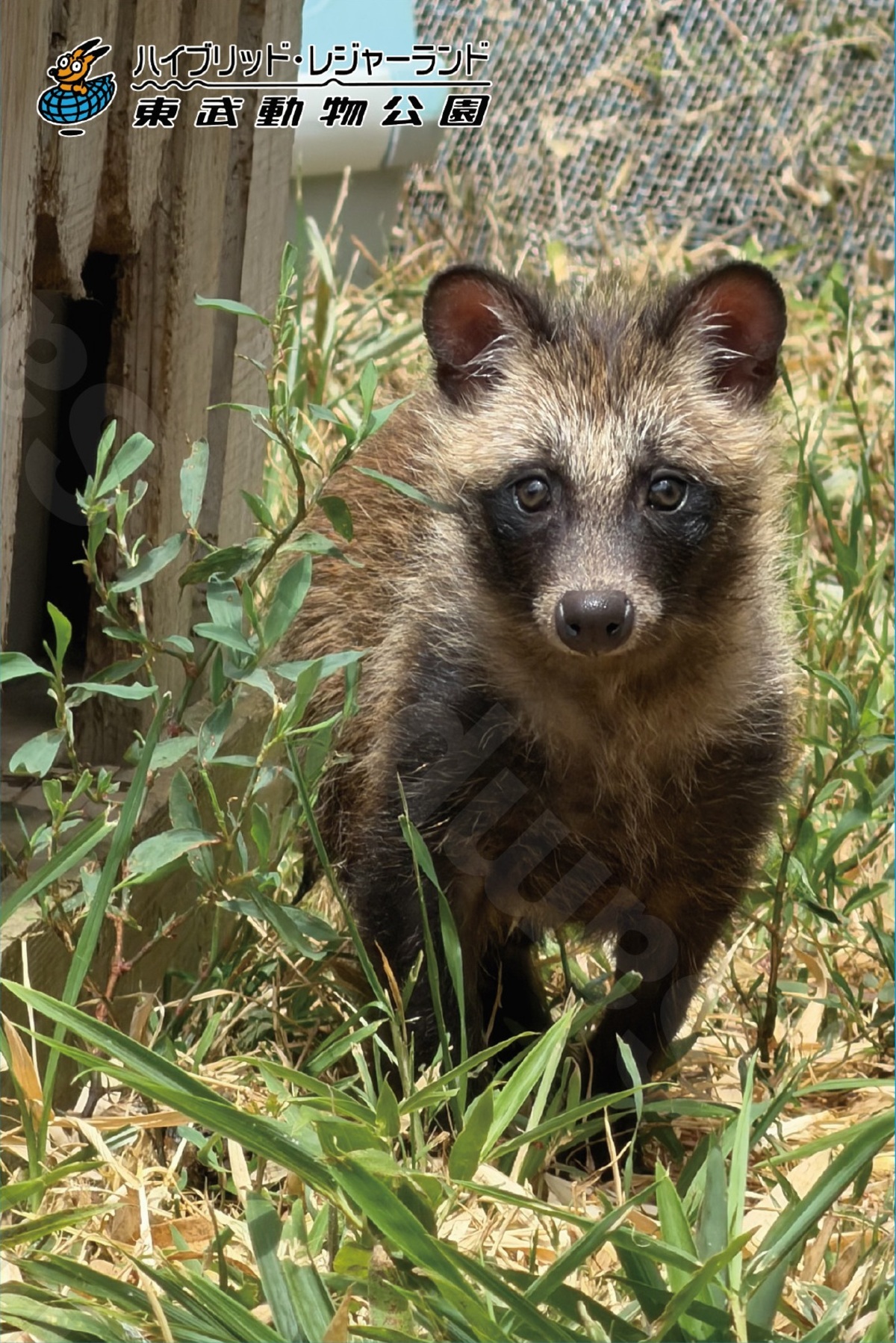 『たぬきはたぬき』東武動物公園コラボ開催の画像