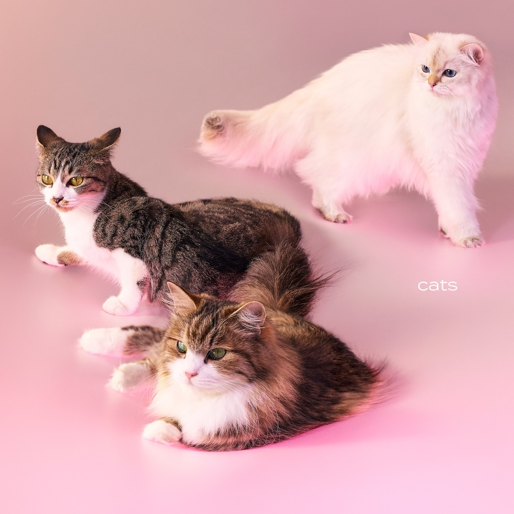 My Hair is Bad『cats』初回限定盤 ジャケット写真