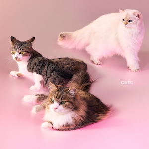 My Hair is Bad『cats』初回限定盤 ジャケット写真