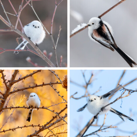 北海道の“雪の妖精”シマエナガのカレンダー最新版が登場！　自然写真家・市川太将が捉えた愛らしい姿を収録