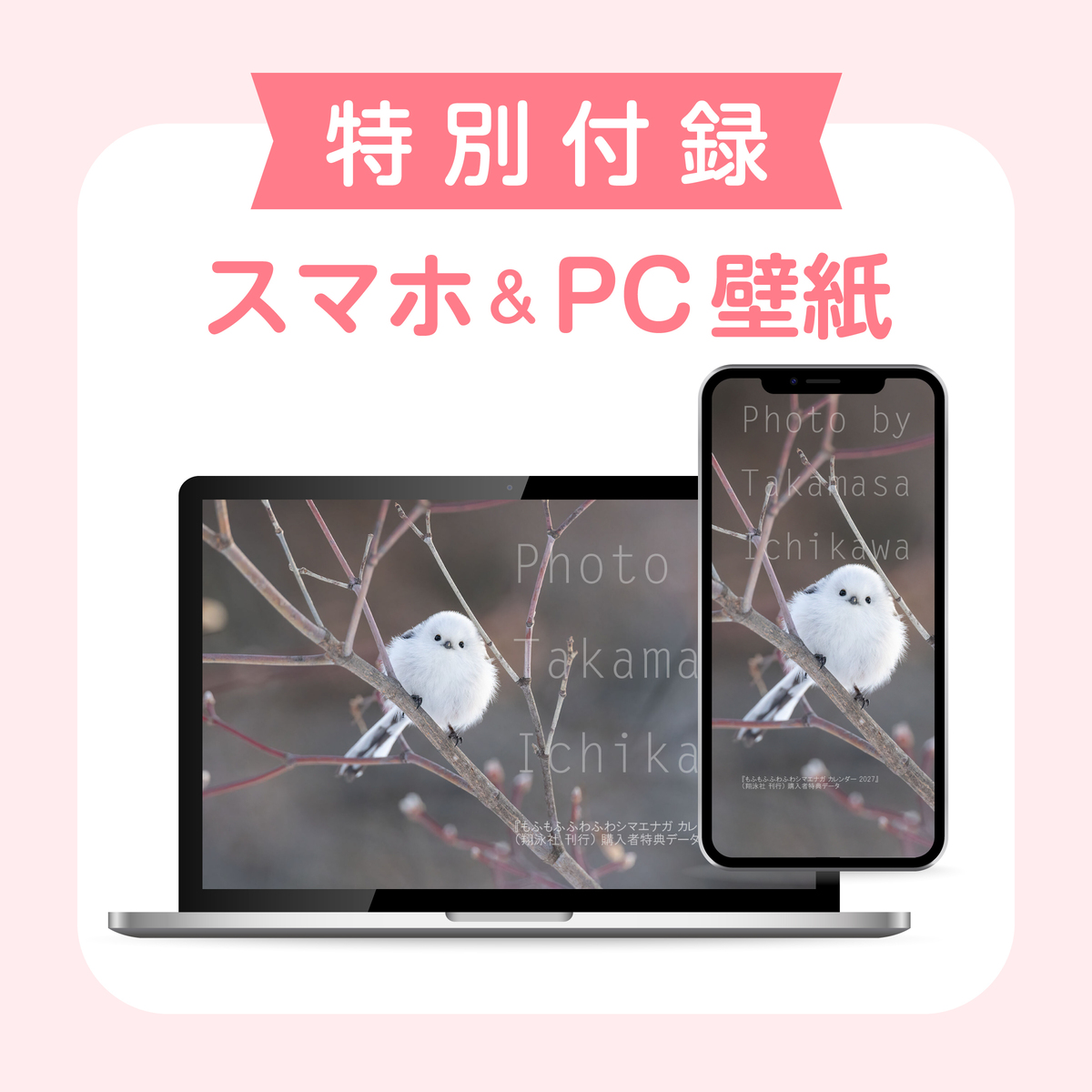 シマエナガカレンダー2027年版発売の画像