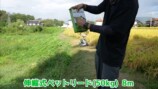 大人気わさび農家、草刈機を“散歩”させるの画像