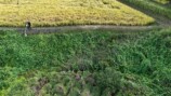 大人気わさび農家、草刈機を“散歩”させるの画像