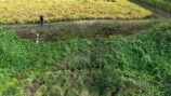 大人気わさび農家、草刈機を“散歩”させるの画像