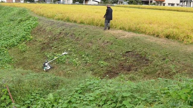 大人気わさび農家、草刈機を“散歩”させるの画像