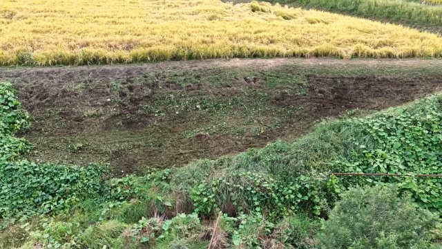 大人気わさび農家、草刈機を“散歩”させるの画像